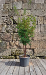 Papieresdoorn - Acer griseum