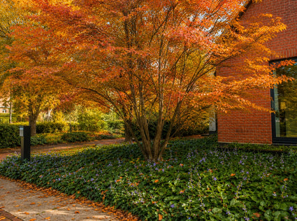 Japanse Esdoorn - Acer palmatum 'Ornatum'