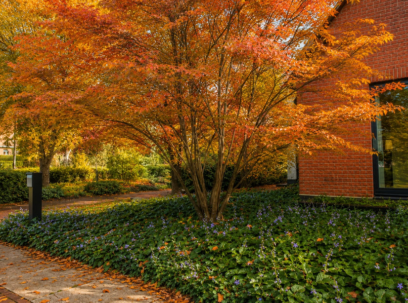 Japanse Esdoorn - Acer palmatum 'Ornatum'