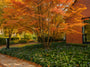 Japanse Esdoorn - Acer palmatum 'Ornatum'