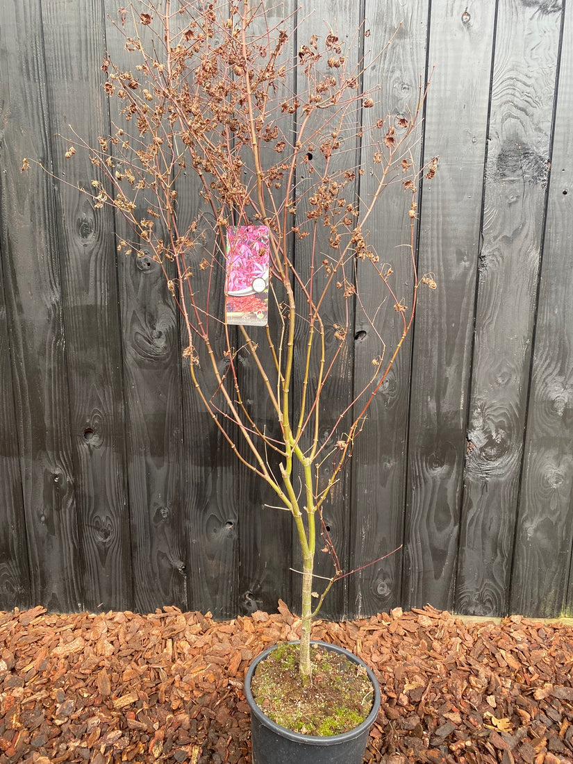 Plant in a Box - Japanese Maple 'Taylor' - Japanse Esdoorn winterhard - Limited edition Acer boom - Pot 19cm - Hoogte 50-60cm Plant in a Box - Japanese Maple 'Taylor' - Japanse Esdoorn winterhard - Limited edition Acer boom - Pot 19cm - Hoogte 50-60cm