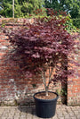 Japanse Esdoorn (Groen blad) - Acer palmatum