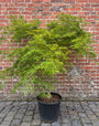 volgroeide acer palm. dissectum op lage stam