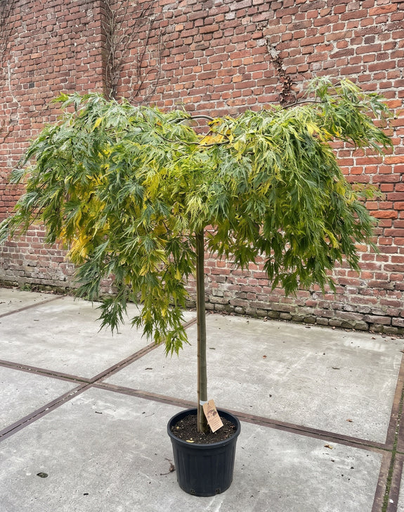 Japanse Esdoorn (Halfstam) - Acer palmatum 'Dissectum'