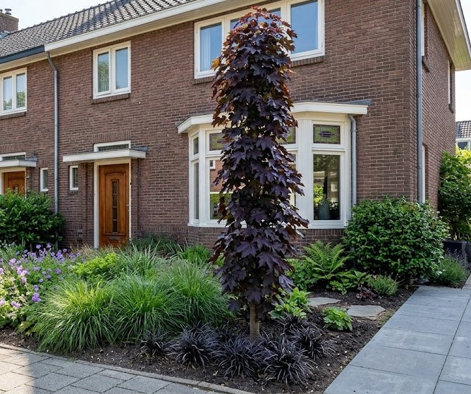 Roodbladige Noorse esdoorn - Acer platanoides 'Royal Red' Zuilvorm