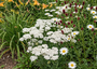 Achillea millefolium Schneetaler in wilde border met margriet 'leucanthemum', pimpernel 'sanguisorba' en daglelie 'hemerocallis' planten