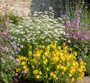 Wilde bertram - Achillea ptarmica 'The Pearl'