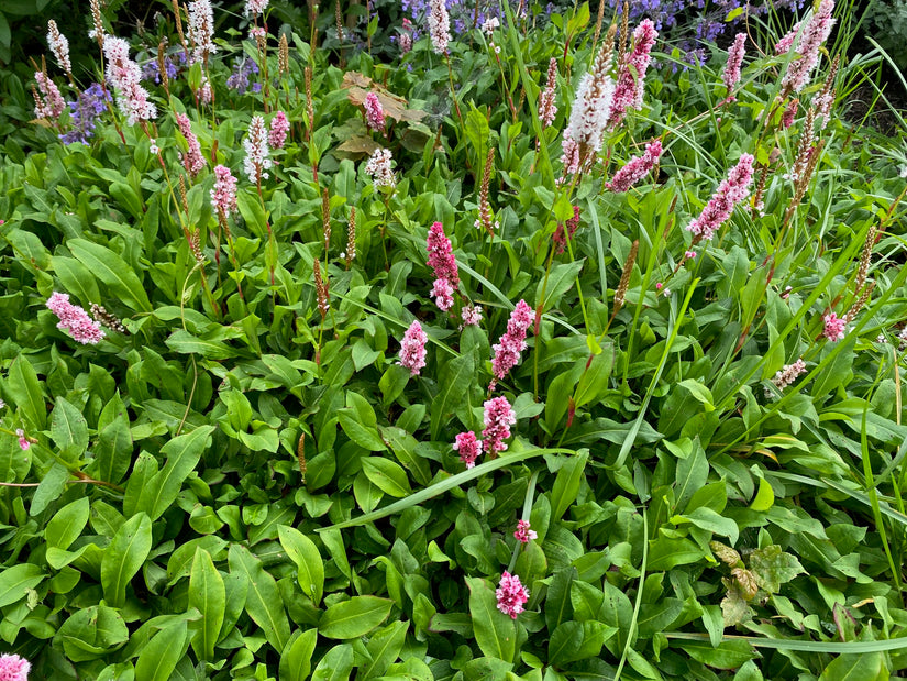 Adderwortel / Duizendknoop (Roze, Hoogte 60-80 cm) - Persicaria bistorta