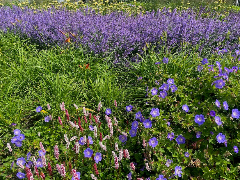 Biologisch Ooievaarsbek - Geranium 'Rozanne'