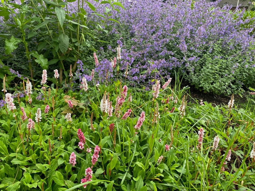 Adderwortel / Duizendknoop (Roze, Hoogte 60-80 cm) - Persicaria bistorta