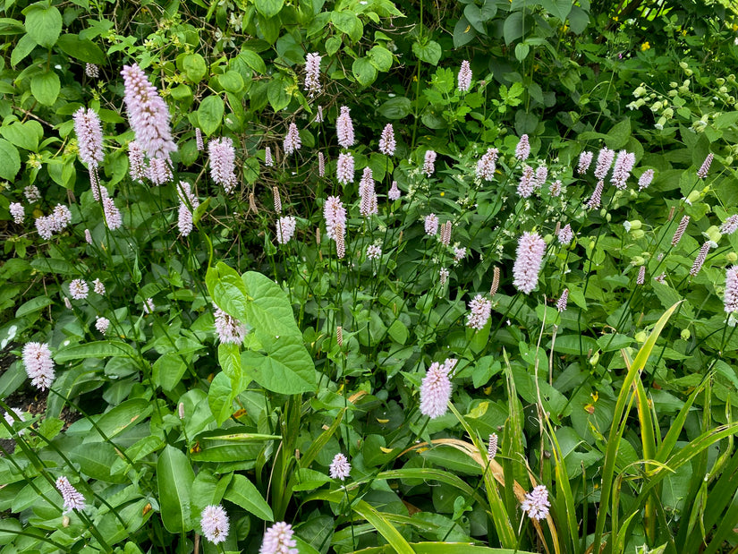 Adderwortel / Duizendknoop (Roze, Hoogte 60-80 cm) - Persicaria bistorta