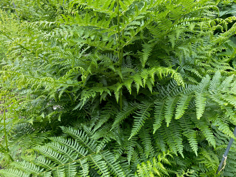 Adelaarsvaren - Pteridium aquilinum