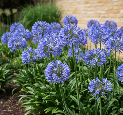 Afrikaanse lelie - Agapanthus Vallee du Cap