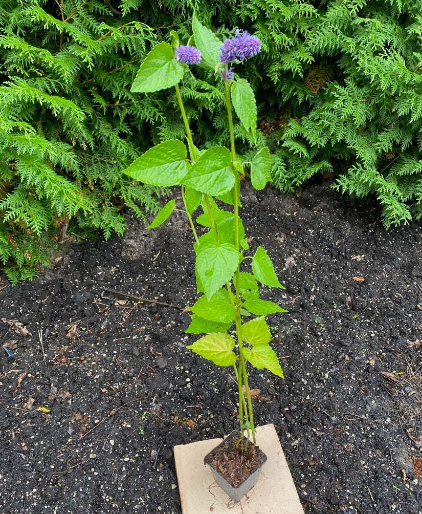 Biologisch Dropplant - Agastache foeniculum TIP