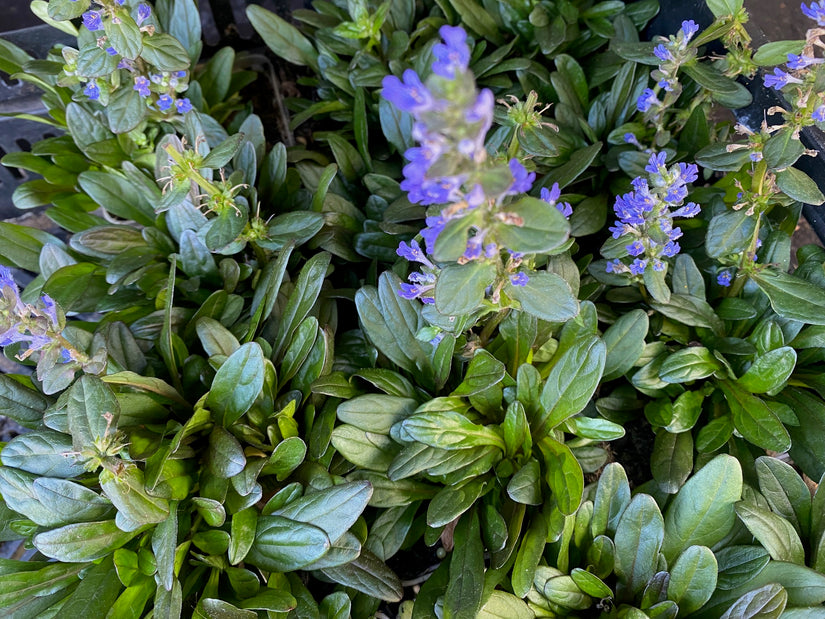 Kruipend Zenegroen (Lage soort 10 cm) - Ajuga reptans 'chocolate chip'