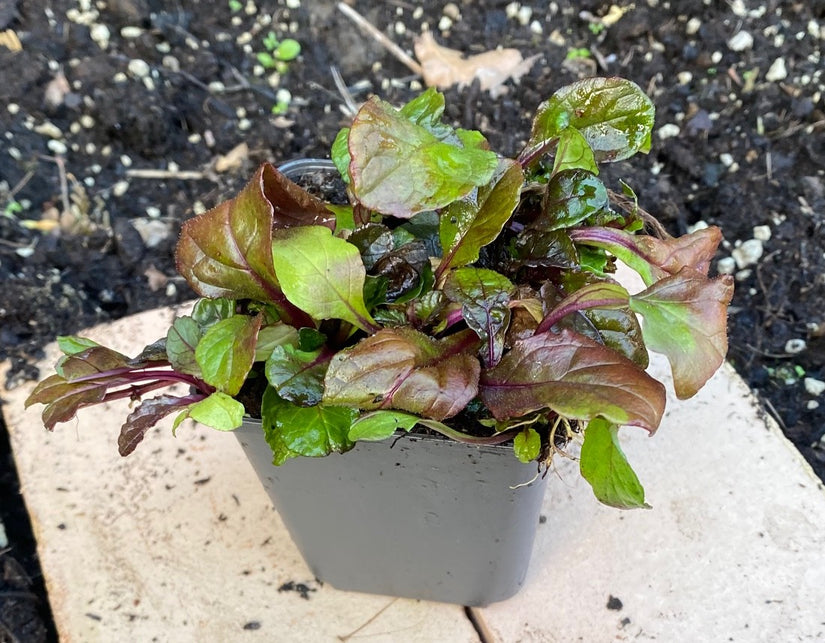 Kruipend Zenegroen - Ajuga reptans 'Purple Torch'