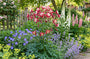 Biologische Akelei - Aquilegia 'Crimson Star'
