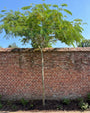 volgroeide hoogstam albizia boom