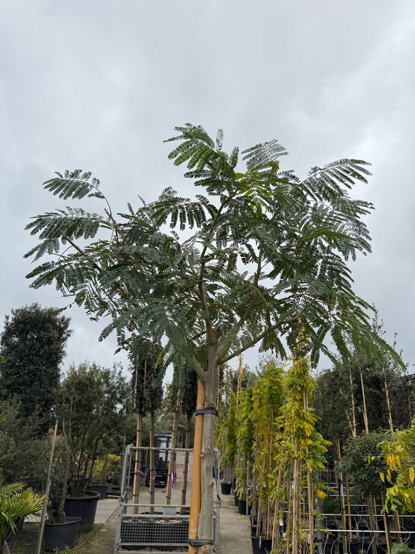 kruin albizia ombrella op hoge stam
