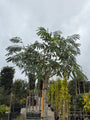 kruin albizia ombrella op hoge stam