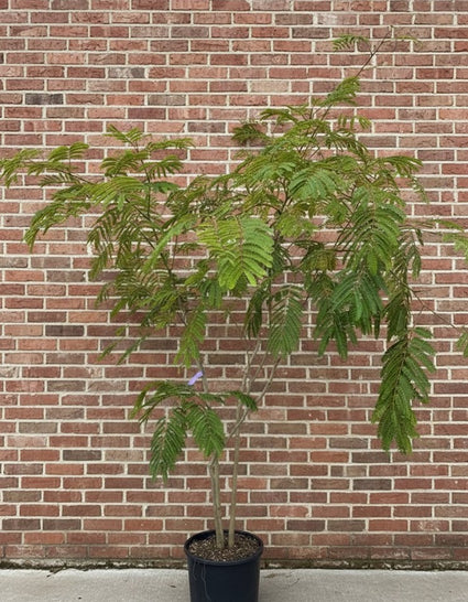 Perzische Slaapboom (Groen, Meerstammig) - Albizia julibrissin 'Ombrella'