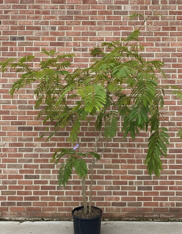 Perzische Slaapboom (Groen) - Albizia julibrissin 'Ombrella'