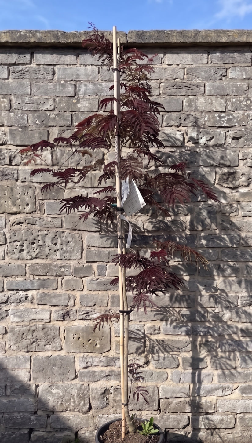 Perzische slaapboom (Donkerbruin) - Albizia julibrissin Summer Chocolate