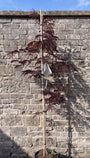 Perzische slaapboom (Donkerbruin) - Albizia julibrissin Summer Chocolate