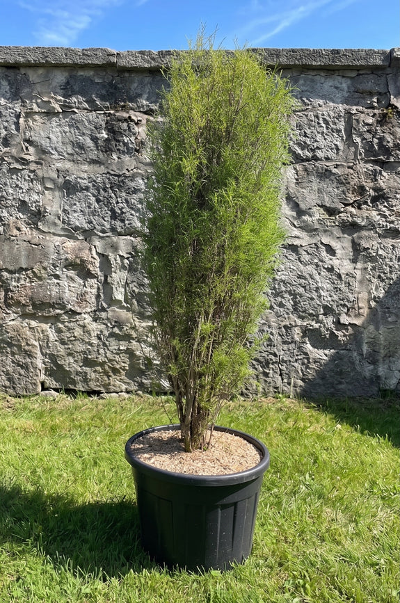 Smalbladige Sporkehout - Frangula alnus 'Fine Line'