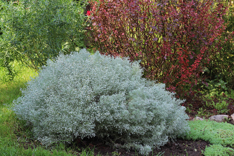 Alsem - Artemisia 'Canescens' combineren & kopen