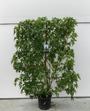 Kant en klare Amberboom haag - Liquidambar styraciflua (Espalier) 180 x 90 cm