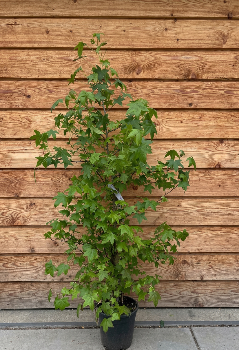 Meerstammige Amberboom - Liquidambar styraciflua