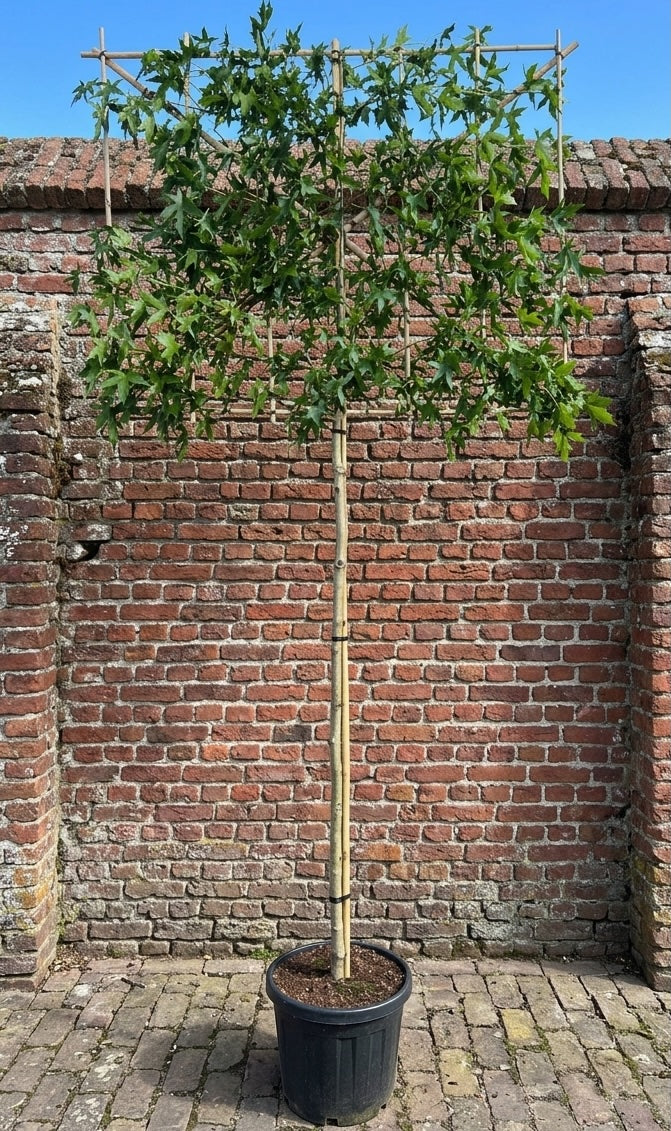 Amberboom - Liquidambar styraciflua 'Worplesdon' Leiboom