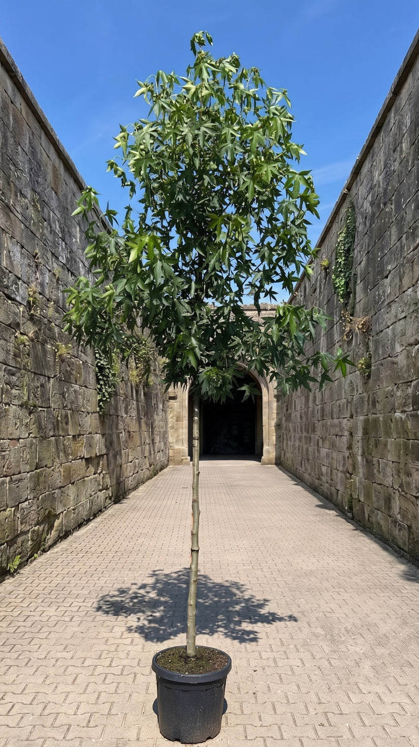 Amberboom - Liquidambar styraciflua 'Worplesdon' Hoogstam boom