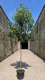 Amberboom - Liquidambar styraciflua 'Worplesdon' Hoogstam boom