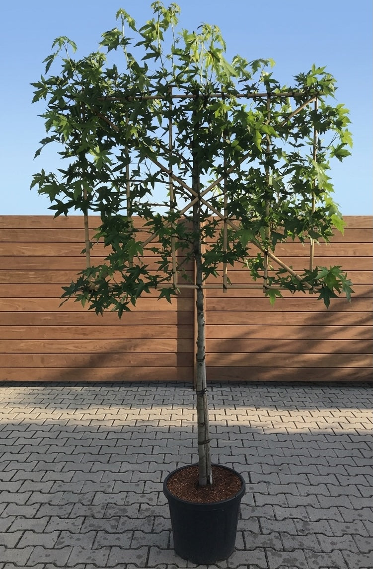 Amberboom Worplesdon leiboom op lage stam 110 cm