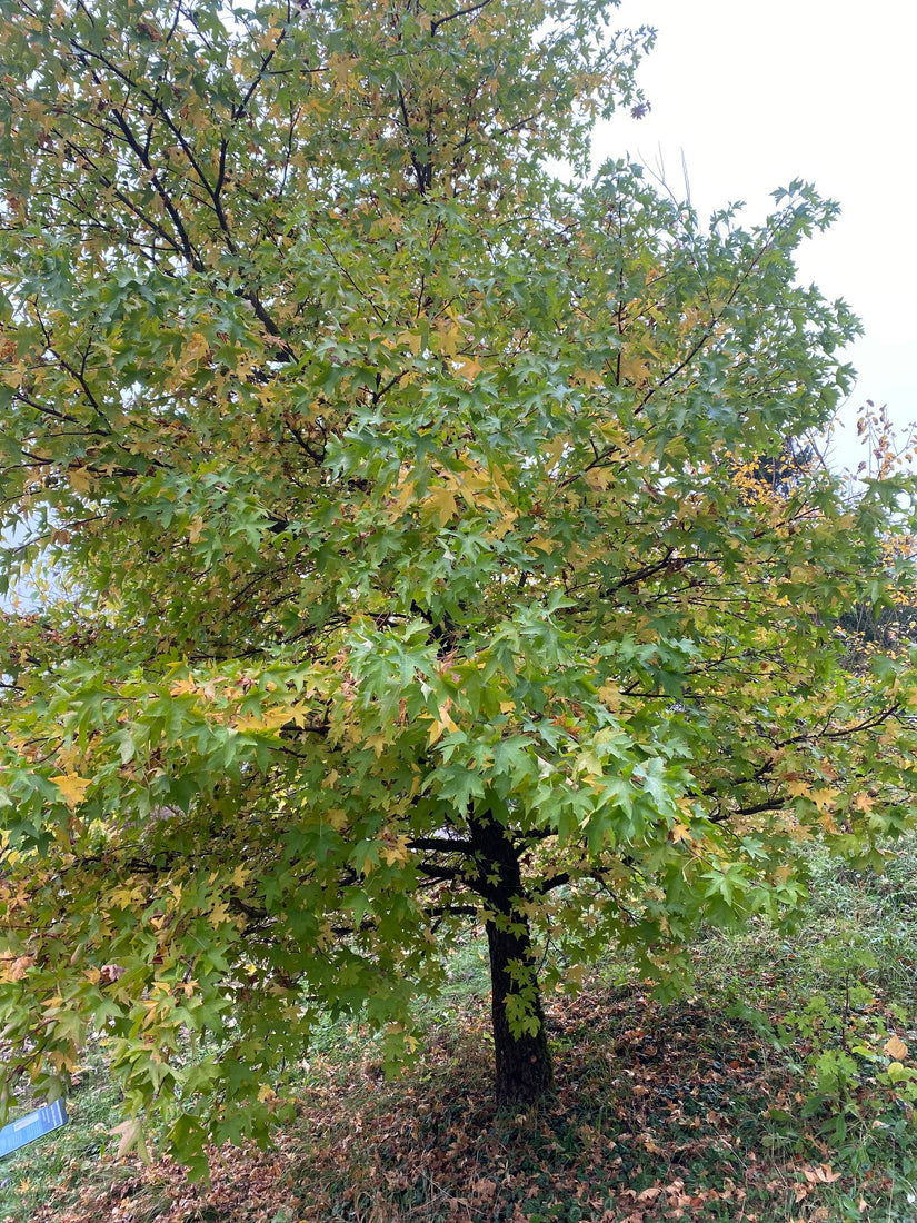 Amberboom - Liquidambar styraciflua