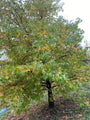 Amberboom - Liquidambar styraciflua