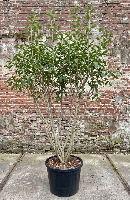 Krentenboompje - Amelanchier laevis 'Ballerina'