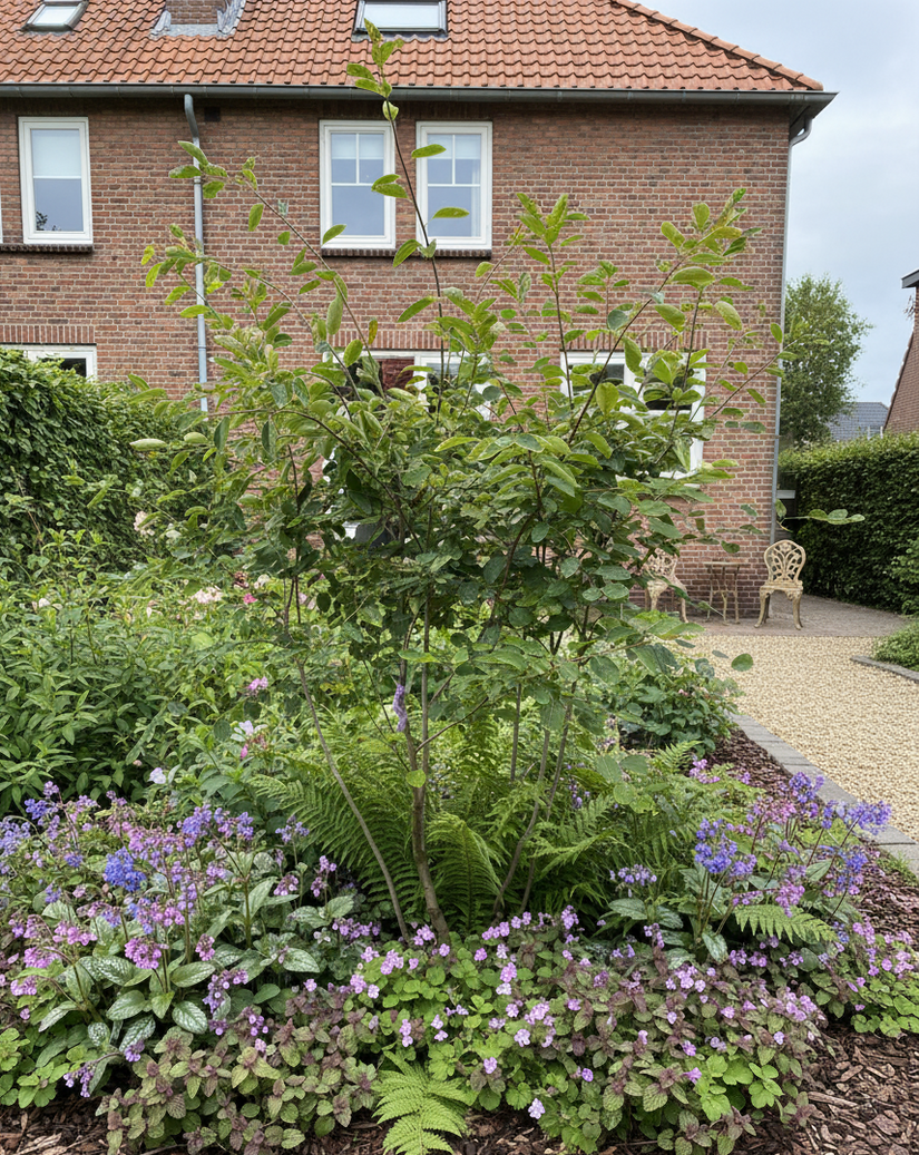 amelanchier krentenboompje schotel vorm (breed model)