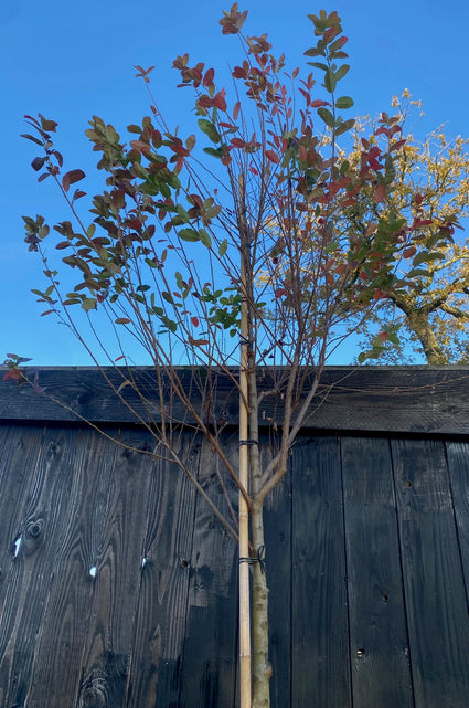 Amerikaans krentenboompje (Hoogstam) - Amelanchier lamarckii op hoge stam