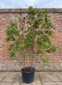 Amerikaans krentenboompje Meerstammig - Amelanchier lamarckii