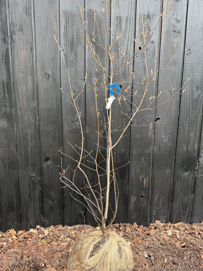 Biologische, Meerstammige Krentenboompje - Amelanchier lamarckii (gifvrij gekweekt)
