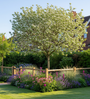 voorbeeld volgroeide hoogstam boom amelanchier l.