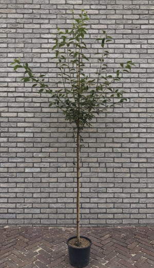 Hoogstam boom XL