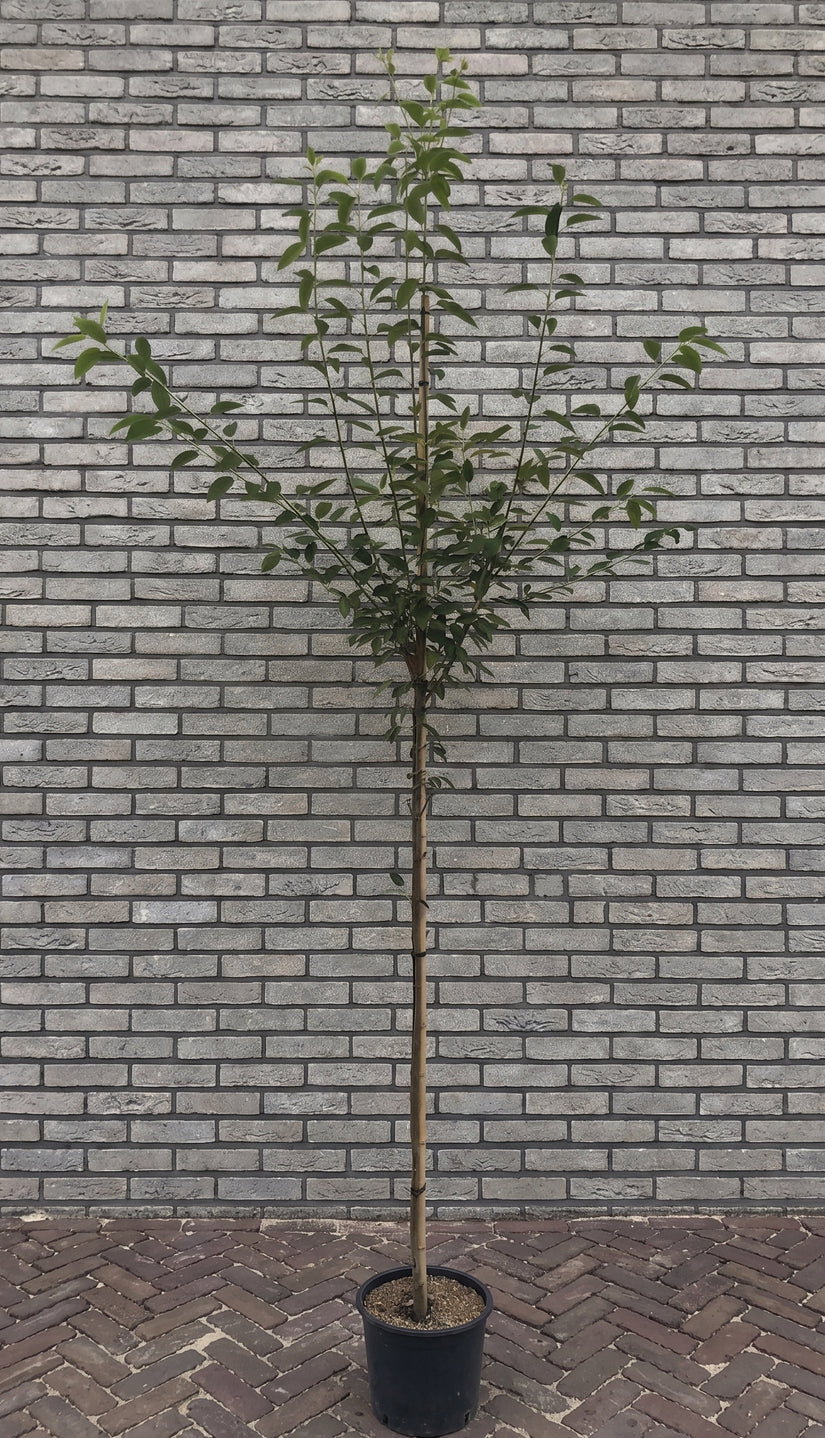 Smal krentenboompje (Struikvorm) - Amelanchier arborea 'Robin Hill'