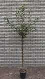 Smal krentenboompje (Struikvorm) - Amelanchier arborea 'Robin Hill'