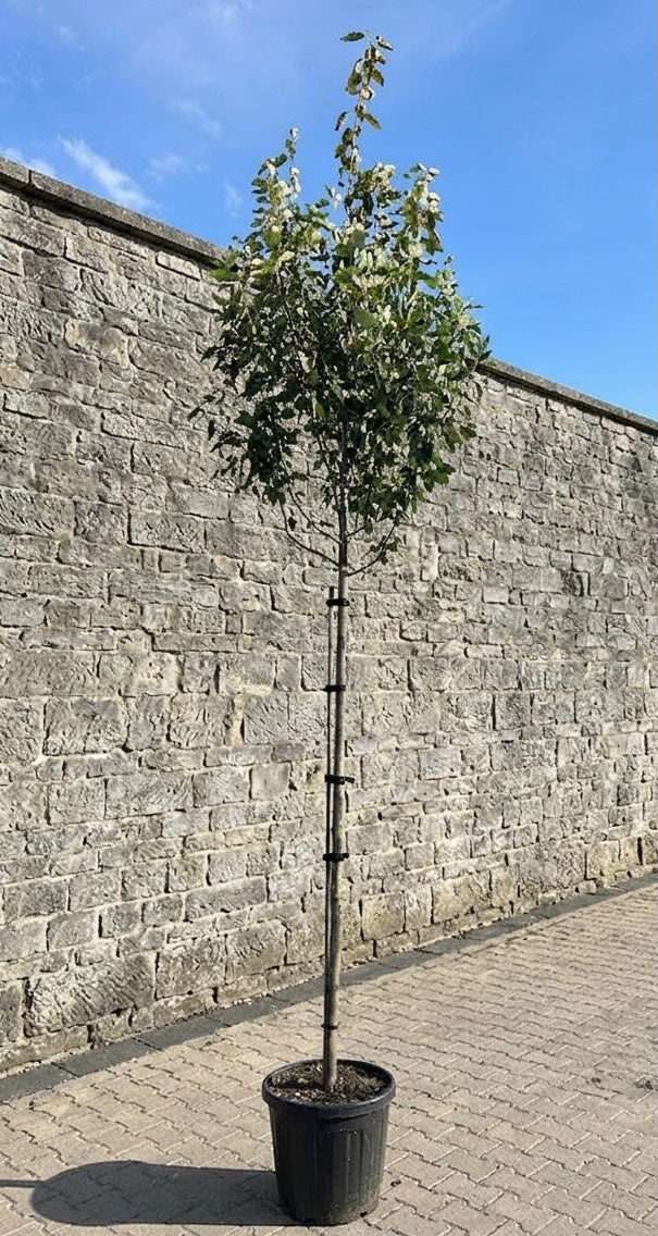 Smal Krentenboompje - Amelanchier arborea 'Robin Hill' hoogstam boom