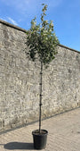 Smal Krentenboompje - Amelanchier arborea 'Robin Hill' hoogstam boom