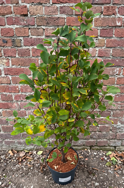 Smal krentenboompje (Struikvorm) - Amelanchier arborea 'Robin Hill'